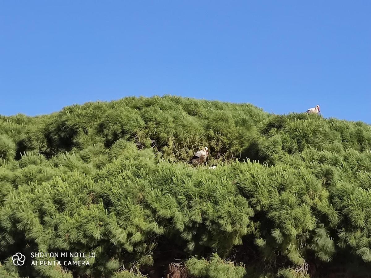 Pueblos blancos Vejer de la Frontera Exterior foto